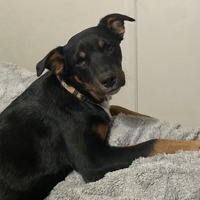 adopt-pet