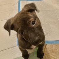 adopt-pet