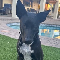 adopt-pet