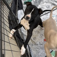adopt-pet