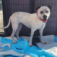 adopt-pet
