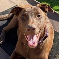 adopt-pet