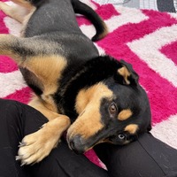 adopt-pet