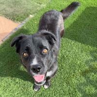 adopt-pet