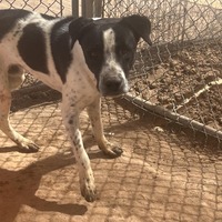 adopt-pet