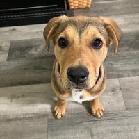 adopt-pet
