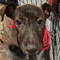 adopt-pet
