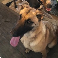 adopt-pet