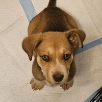 adopt-pet