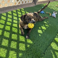 adopt-pet