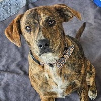 adopt-pet