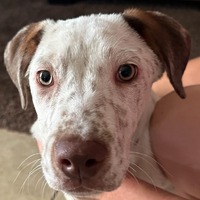 adopt-pet