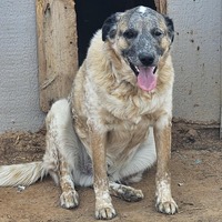 adopt-pet