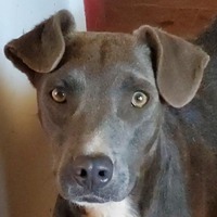 adopt-pet