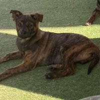 adopt-pet