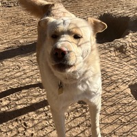 adopt-pet