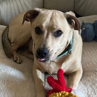 adopt-pet