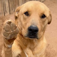 adopt-pet