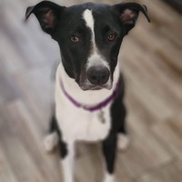 adopt-pet