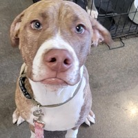 adopt-pet