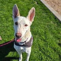 adopt-pet