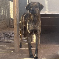 adopt-pet
