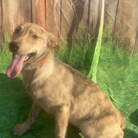 adopt-pet