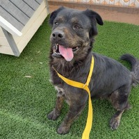 adopt-pet