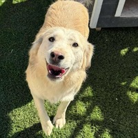 adopt-pet