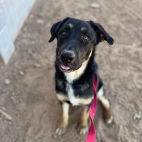 adopt-pet