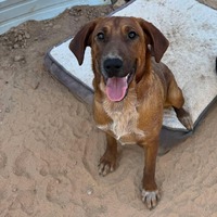 adopt-pet