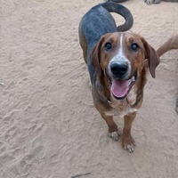adopt-pet