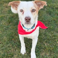 adopt-pet