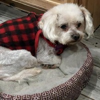 adopt-pet