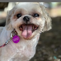 adopt-pet