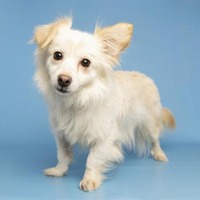 adopt-pet