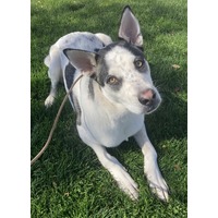 adopt-pet