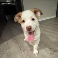 adopt-pet