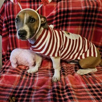 adopt-pet