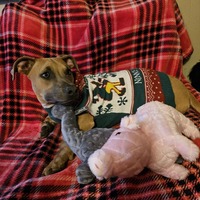 adopt-pet
