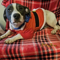 adopt-pet