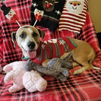 adopt-pet