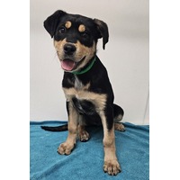 adopt-pet