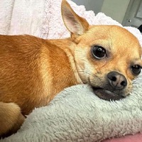 adopt-pet
