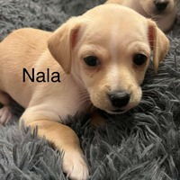 adopt-pet