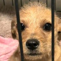 adopt-pet