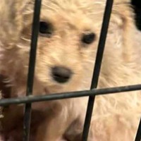 adopt-pet