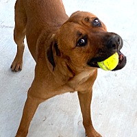 adopt-pet