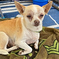 adopt-pet