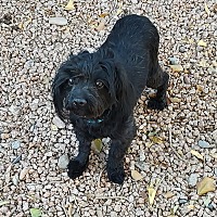 adopt-pet